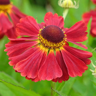 Red Jewel Helenium