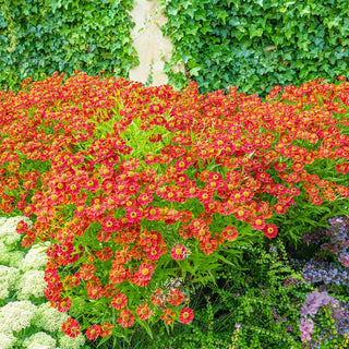 Red Jewel Helenium