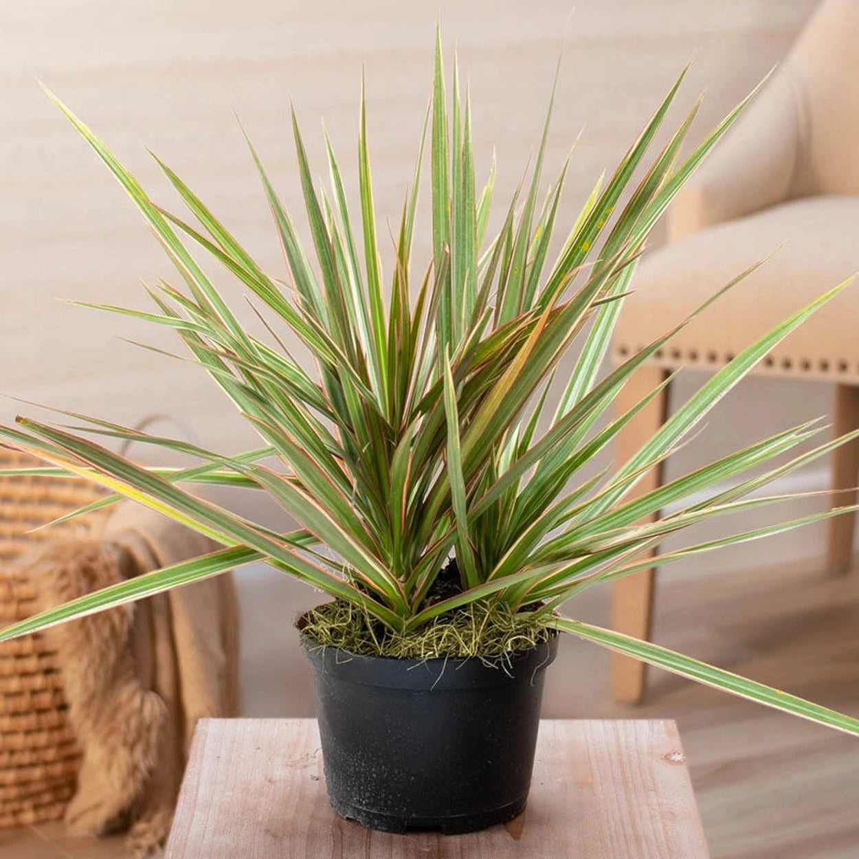indoor plants dracaena marginata Dracaena Marginata in Nursery Pot | Houseplants