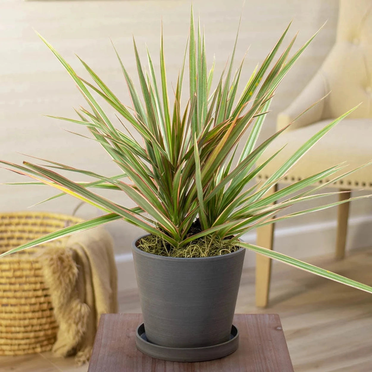 dracaena marginata home ex baker Dracaena Marginata in Nursery Pot | Houseplants