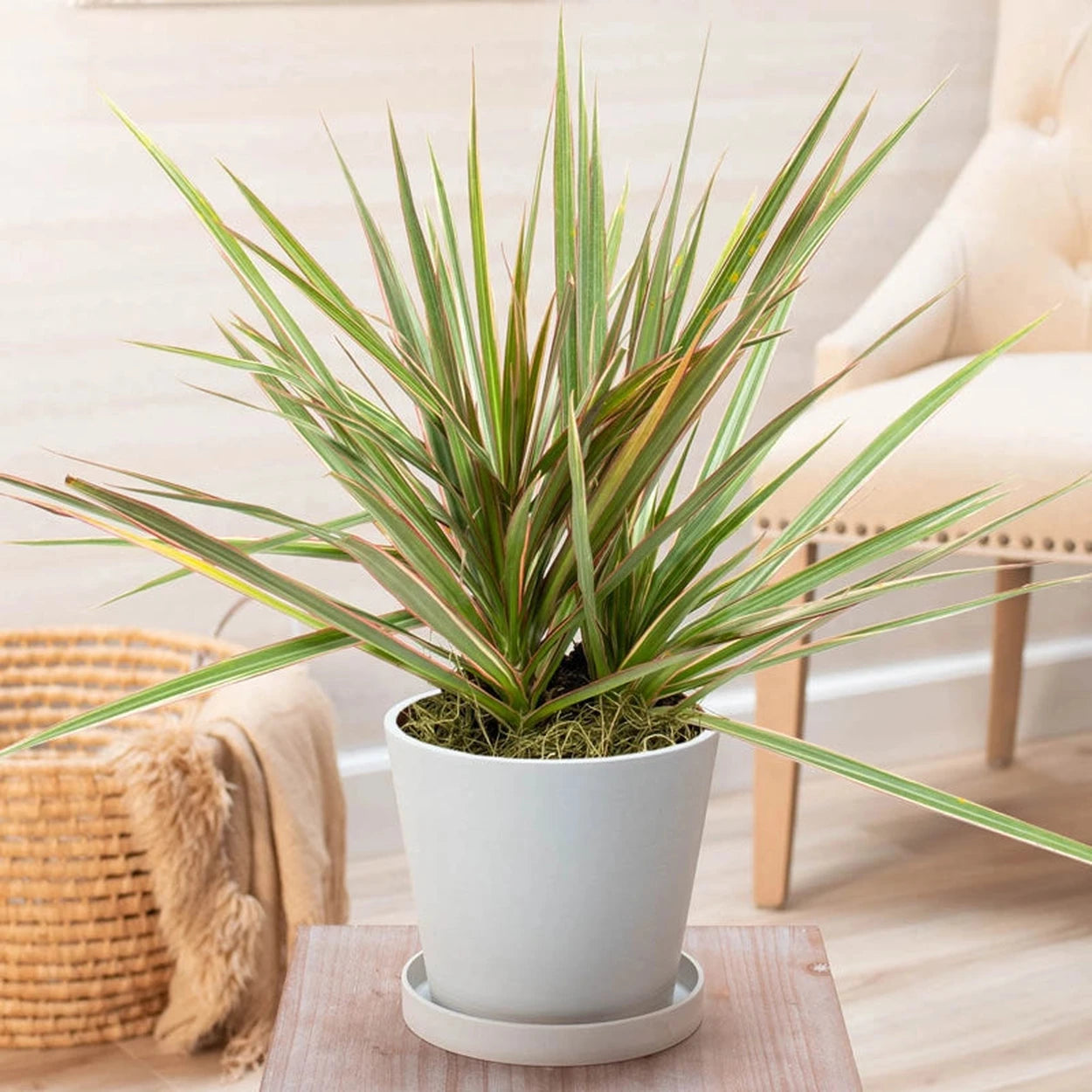 dracaena entretien Dracaena Marginata