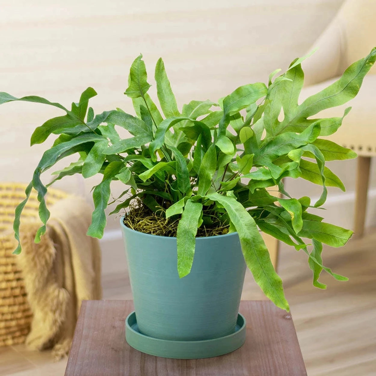 blue star fern for sale Blue Star Fern
