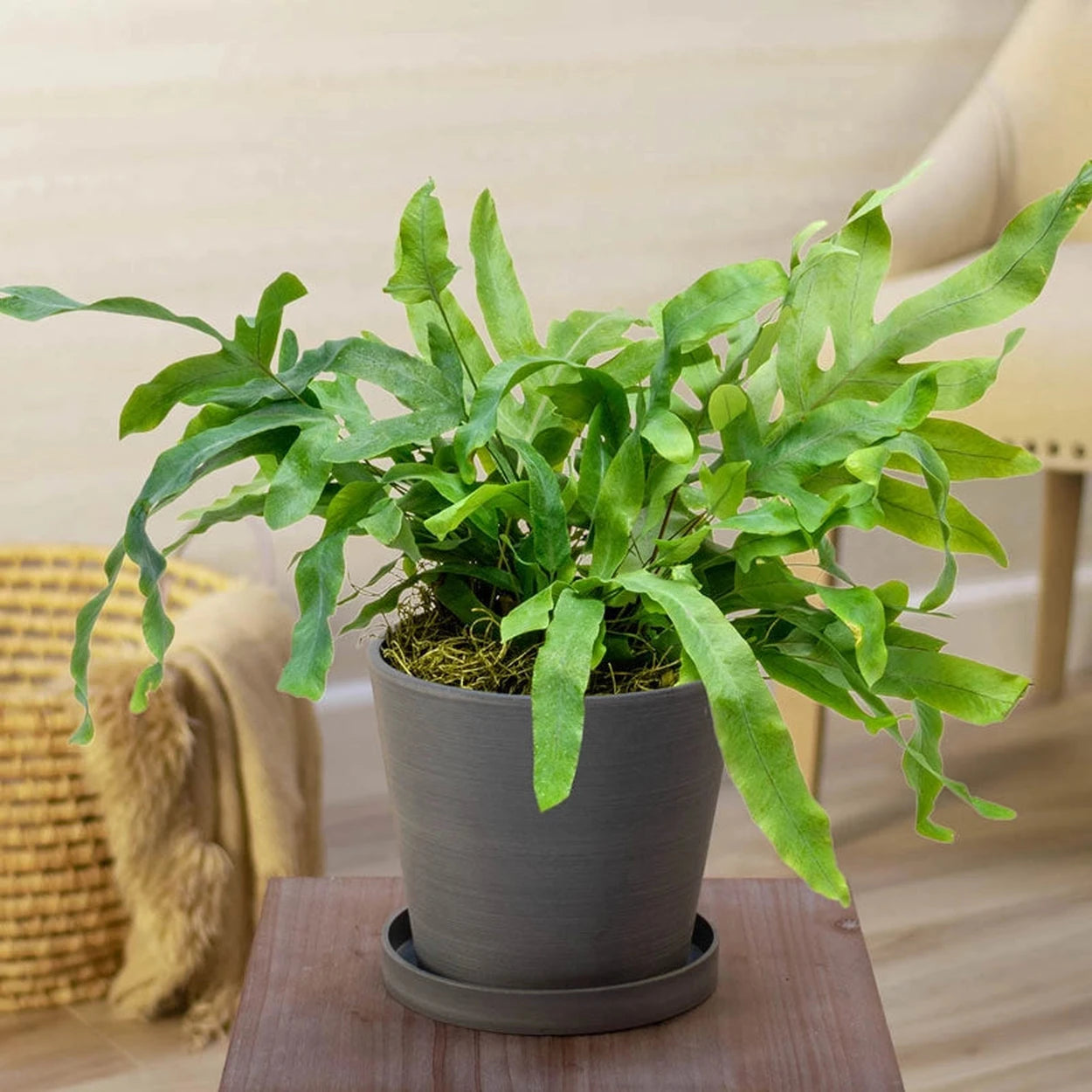house fern plant Blue Star Fern