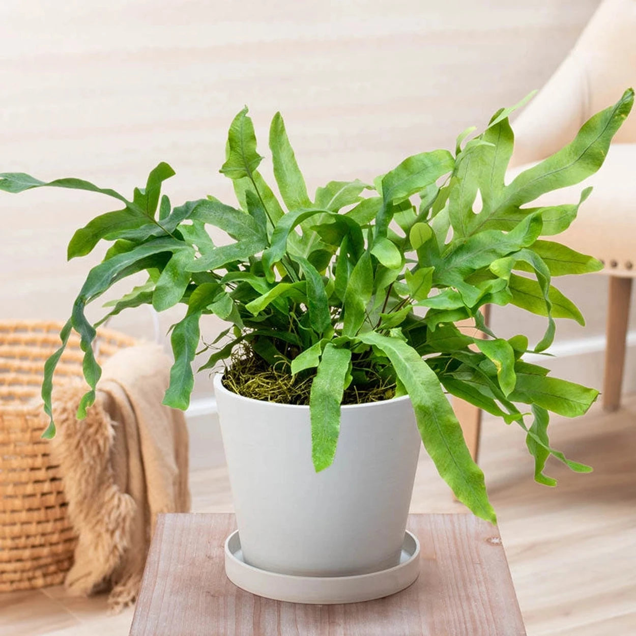 house plant fern Buy Blue Star Fern | House and Indoor Plants