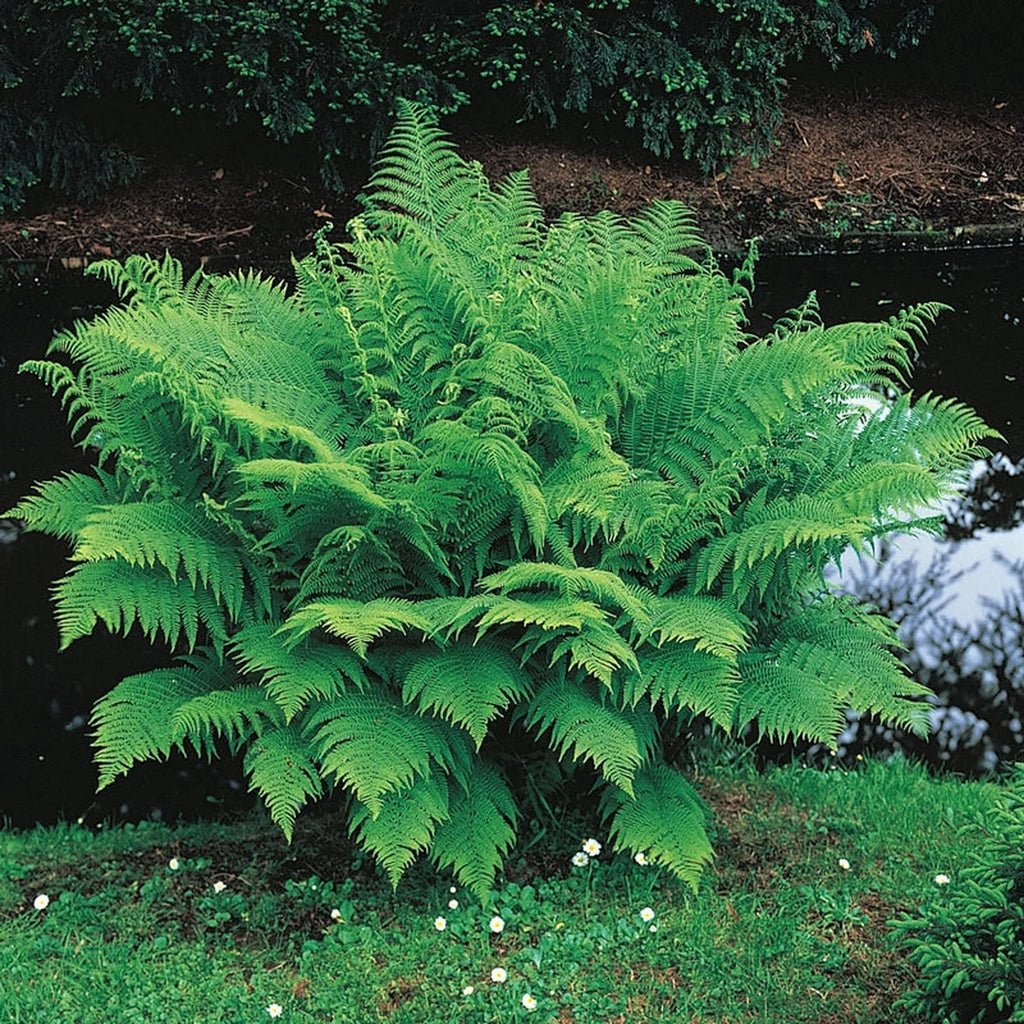 Great Price on Lady Fern | Breck's – Brecks