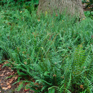 Christmas Hardy Fern