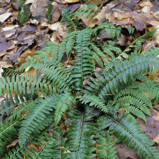 Christmas Hardy Fern