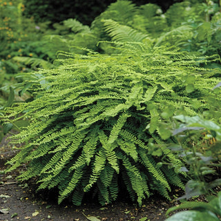 Maidenhair Hardy Fern