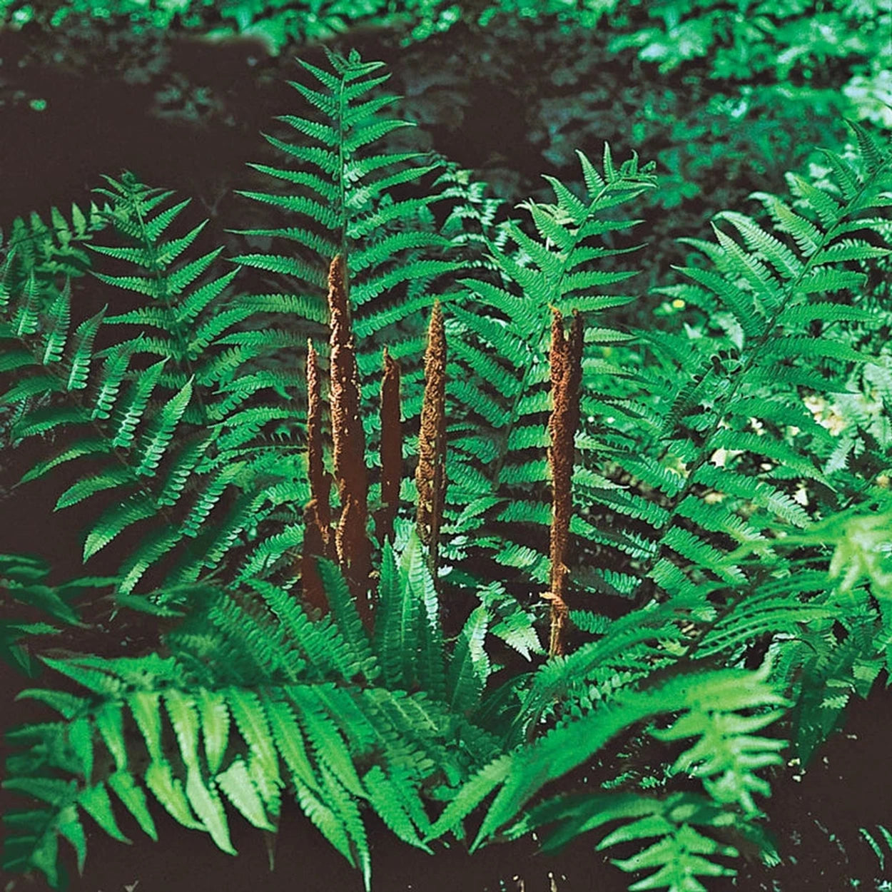cinnamon fern plant Cinnamon Fern