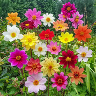 Bee Friendly Single Flowered Dahlia Mixture