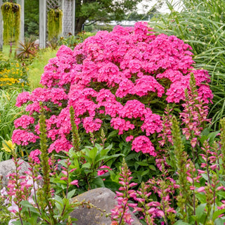 Glamour Girl Phlox