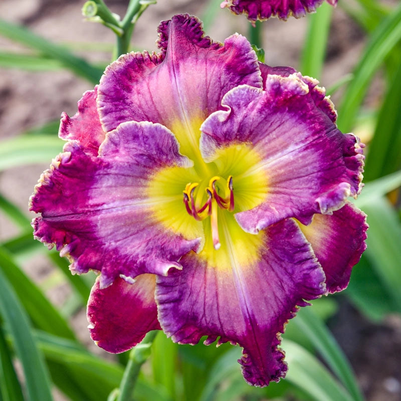 Buy Through a Glass Darkly Reblooming Daylily Breck's