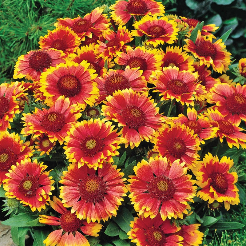 Breckse Buy clearance Shade Designer Garden Breck