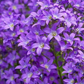 Prichards Variety Milky Bellflower