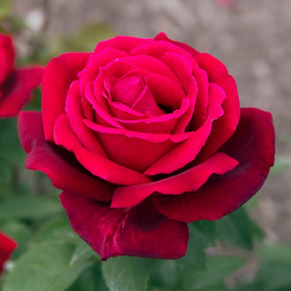 Chrysler Imperial Hybrid Tea Rose