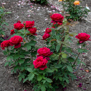 Chrysler Imperial Hybrid Tea Rose