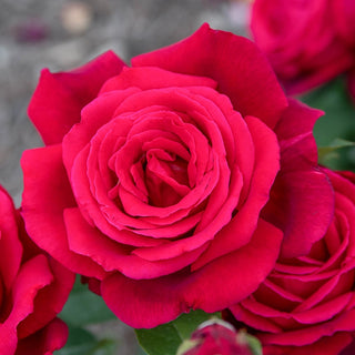 Chrysler Imperial Hybrid Tea Rose