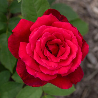 Chrysler Imperial Hybrid Tea Rose