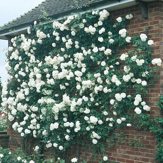 Iceberg Climbing Rose