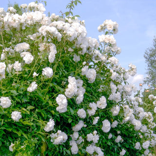 Iceberg Climbing Rose