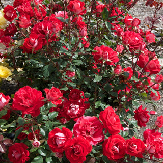 Take It Easy® Shrub Rose