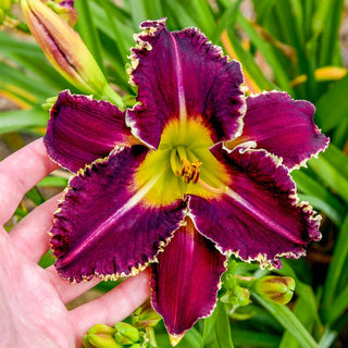 Terrible Swift Sword Reblooming Daylily