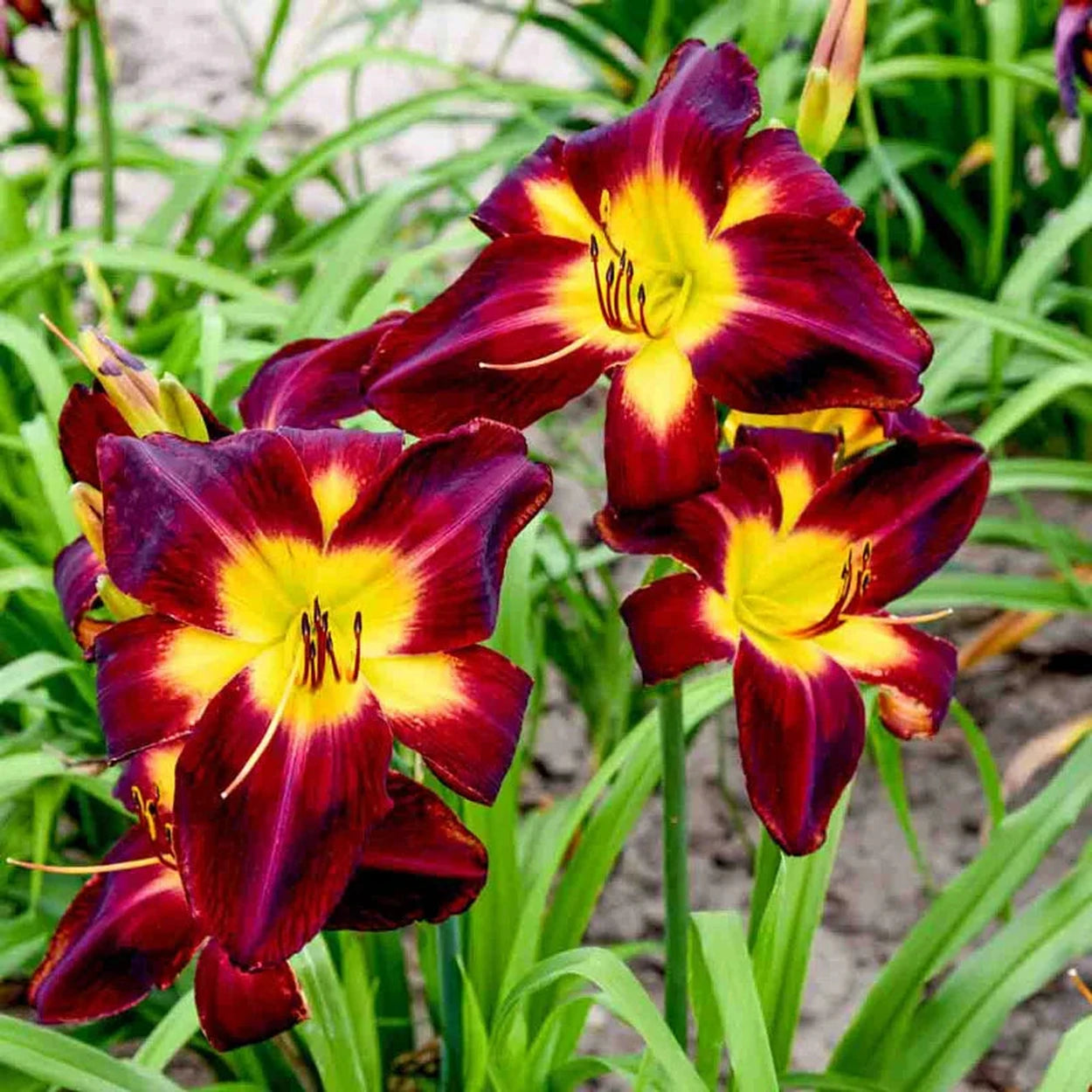 spider daylily plants Persian Ruby Daylily