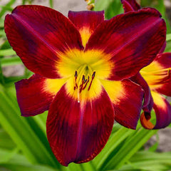 Buy Persian Ruby Daylily Online | Spider Daylilies | Breck's