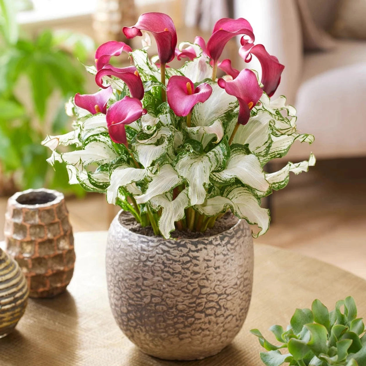 peace lily frozen Frozen Queen Calla Lily Bulbs | Shop Online