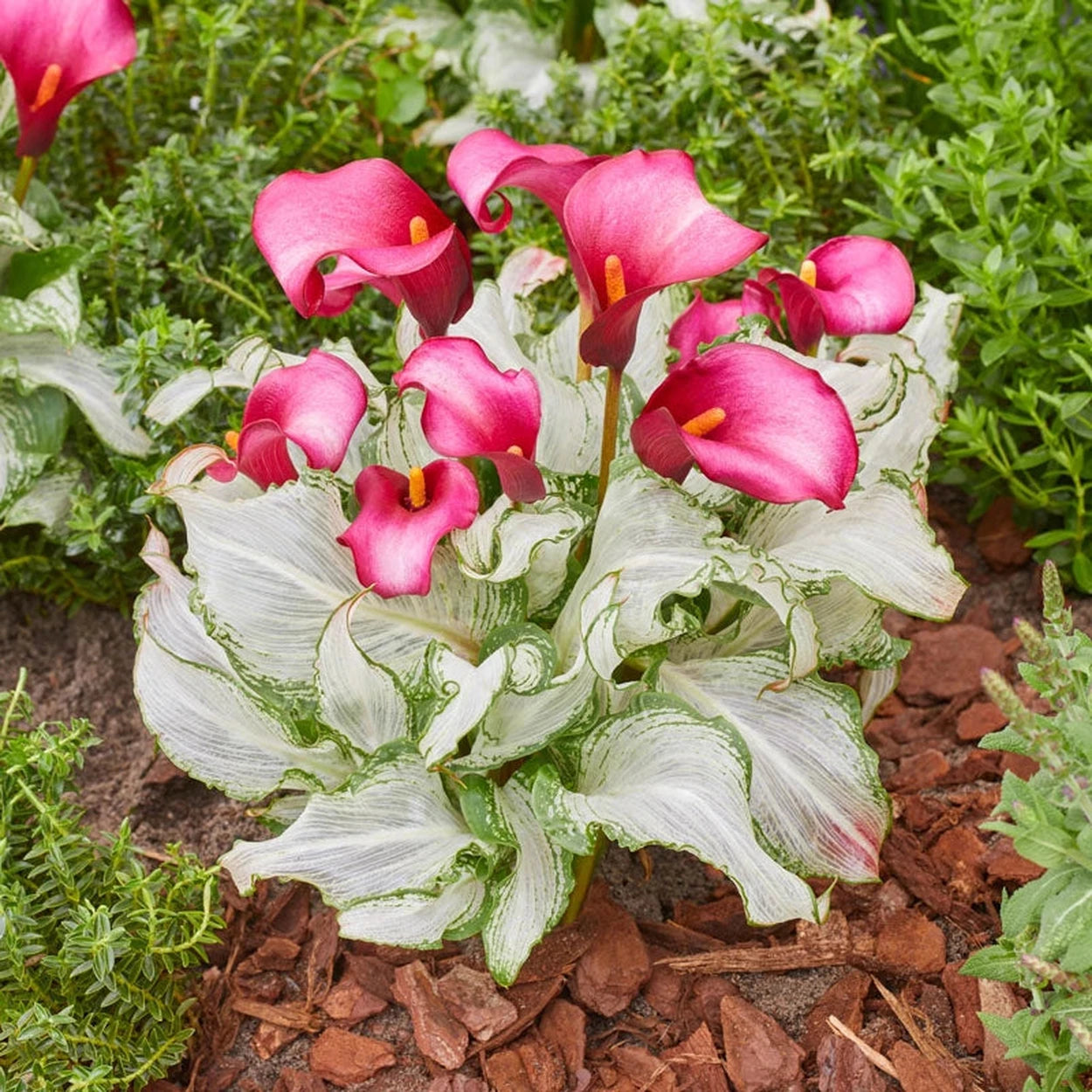 calla lily plant online Frozen Queen Calla Lily