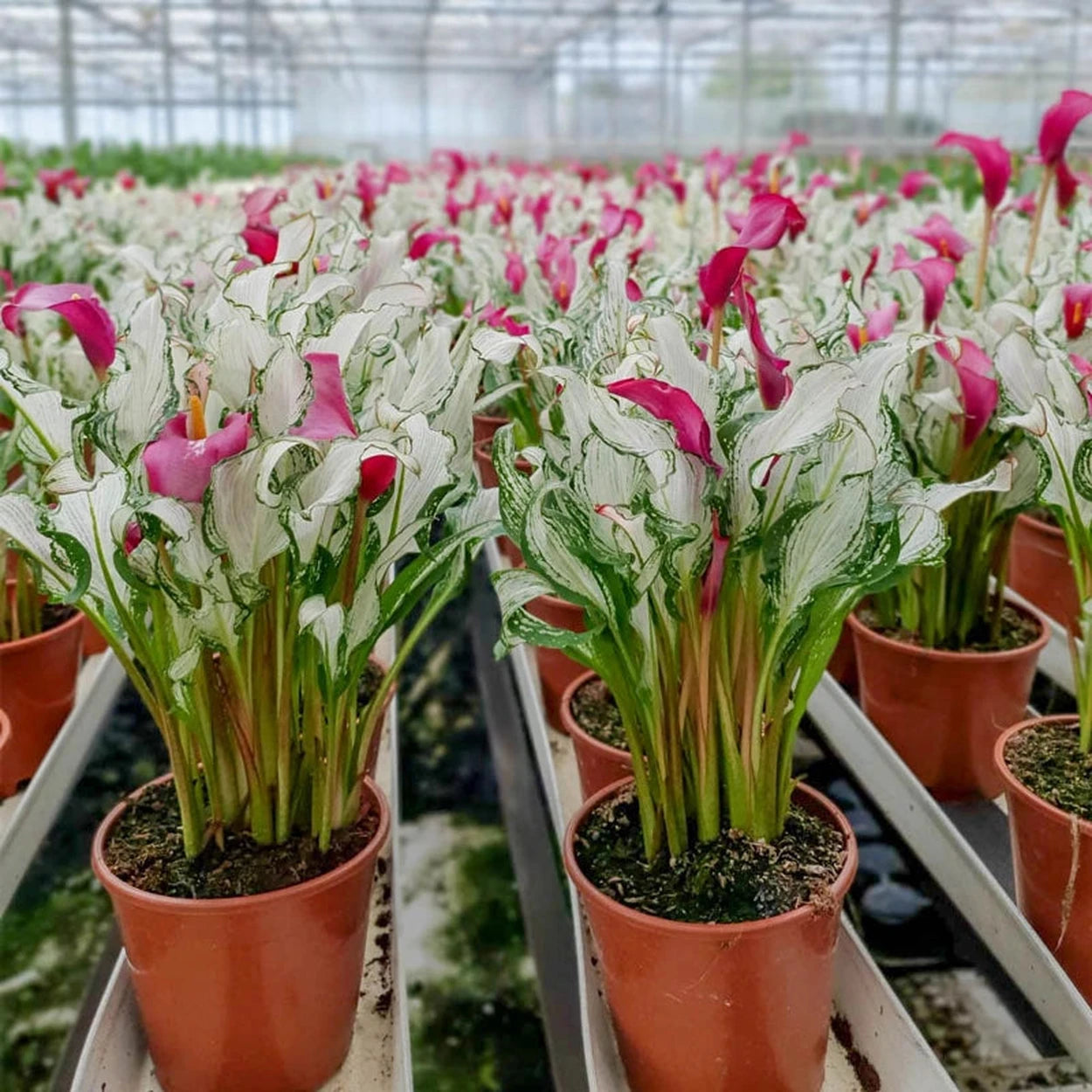 deadhead calla lily plants Frozen Queen Calla Lily
