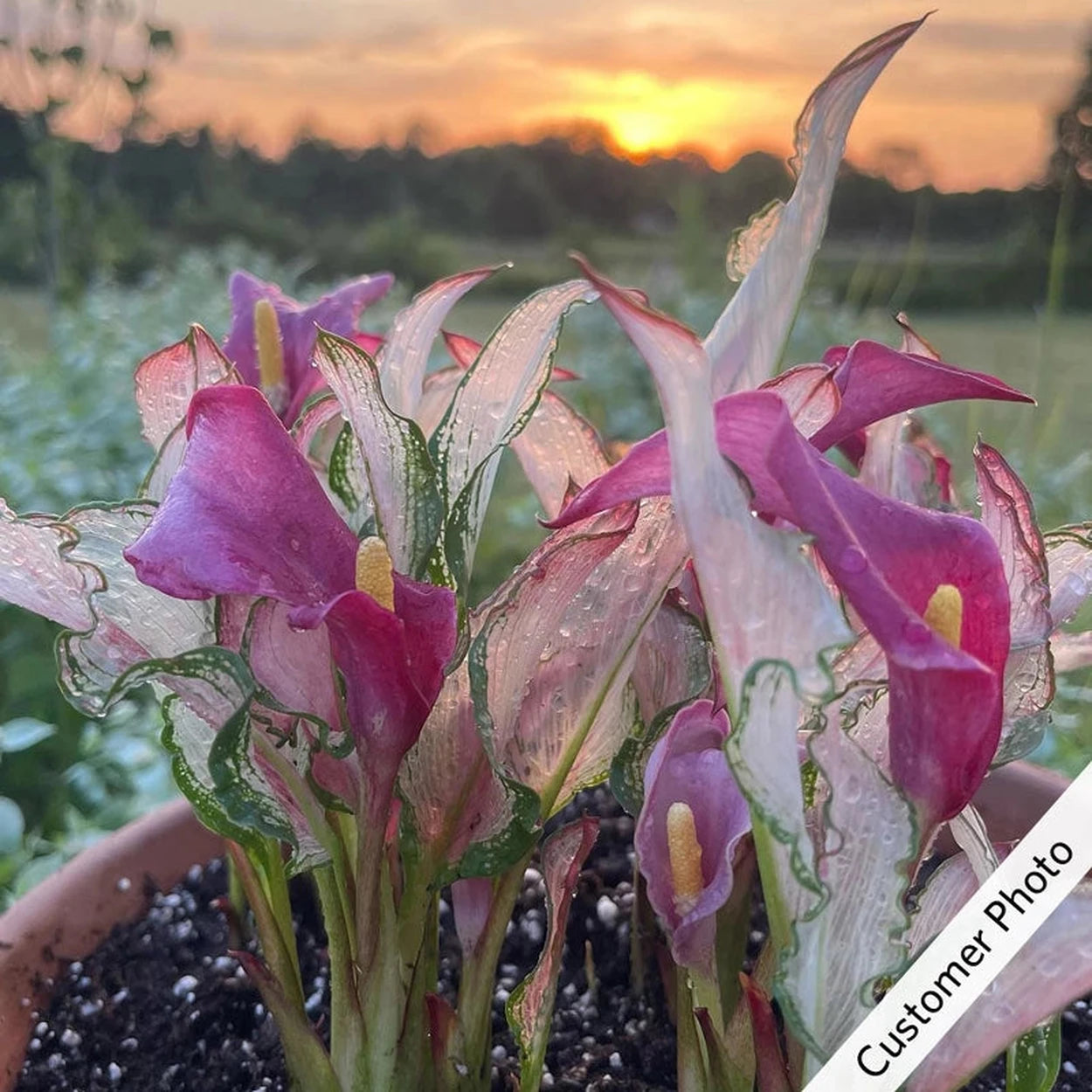 peace lily frozen Frozen Queen Calla Lily