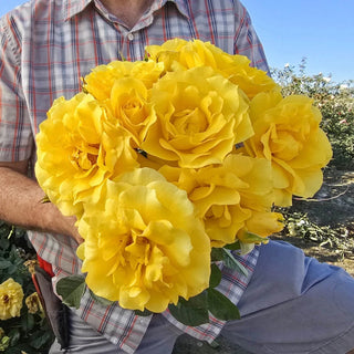 Premium Rose Bushes – Shrubs, Climbers & Hybrid Teas | Breck’s