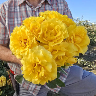 Sparkle & Shine™  Rose