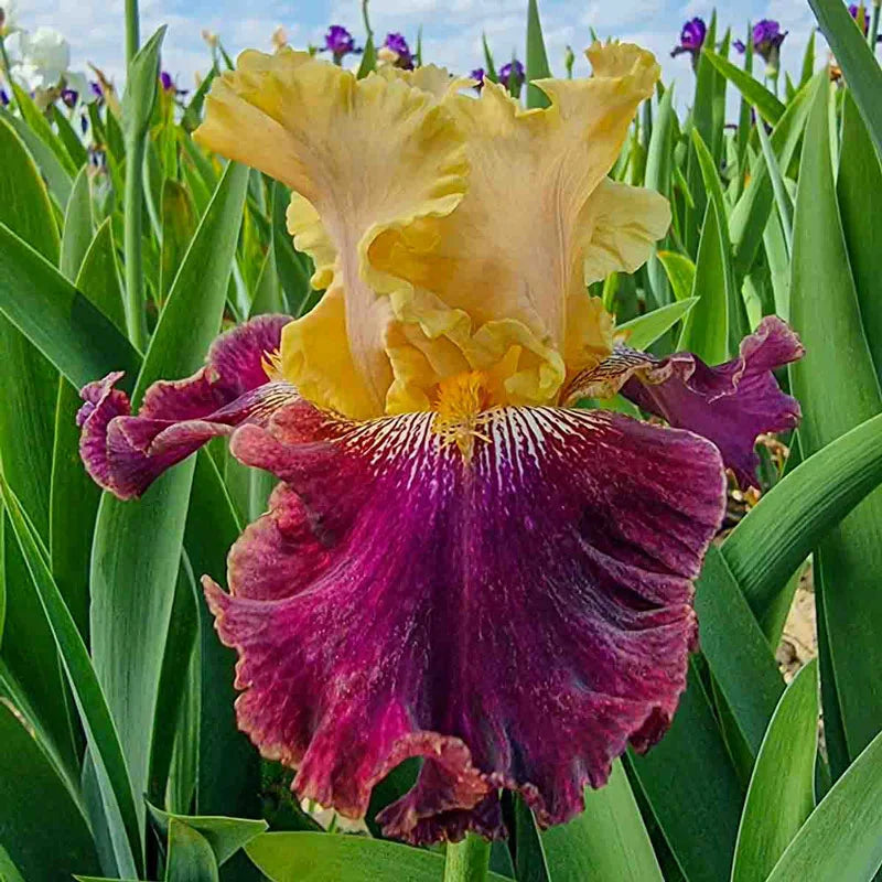 Burgundy Bohemian Bearded Iris Breck's