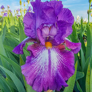 Aubergine a la Mode Reblooming Bearded Iris