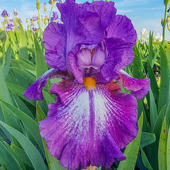 Blugirl Blumarine アンサンブル フラワープリント イタリヤ製 Aubergine a la Mode Reblooming Bearded Iris Bulbs | Breck's
