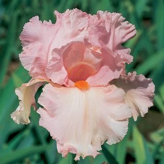 Larue Boswell Bearded Iris