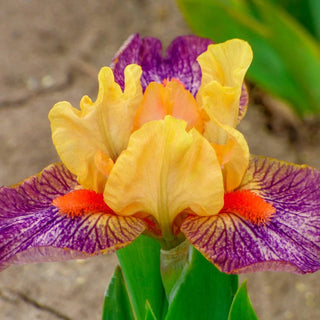 Martian Dwarf Bearded Iris