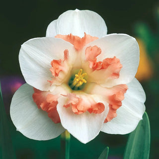 Butterfly Collection Daffodil