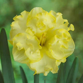 Butterfly Collection Daffodil