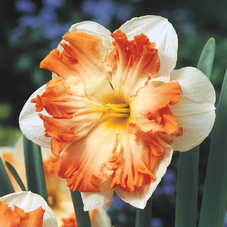 Butterfly Collection Daffodil