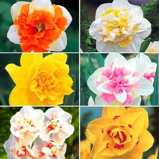 Deluxe Double Daffodil Collection