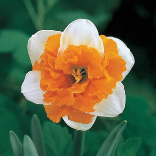 Deluxe Double Daffodil Collection