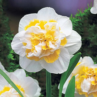 Deluxe Double Daffodil Collection