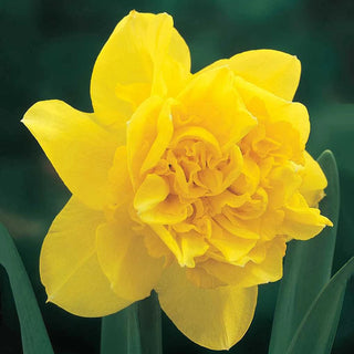 Deluxe Double Daffodil Collection