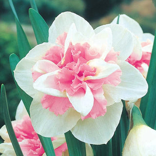Deluxe Double Daffodil Collection
