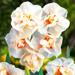 Deluxe Double Daffodil Collection