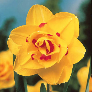 Deluxe Double Daffodil Collection