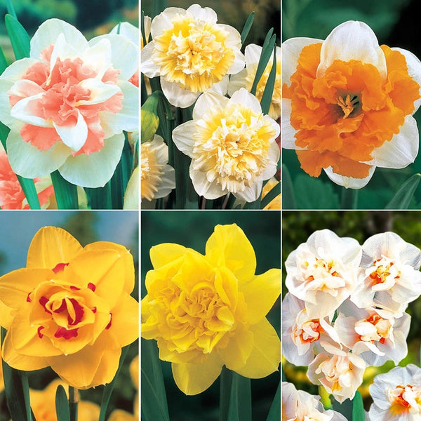 Deluxe Double Daffodil Collection | Breck's